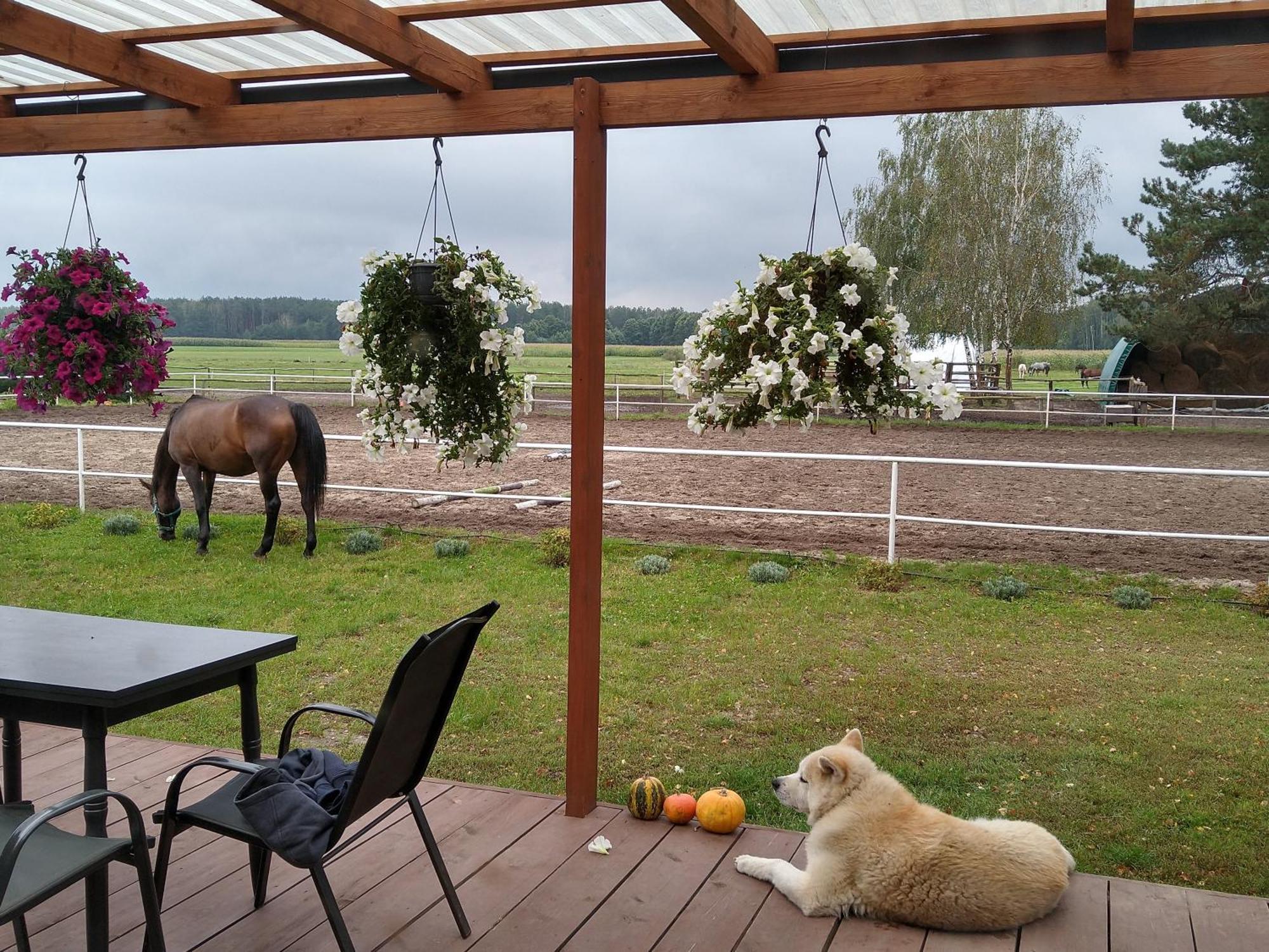 Domek Przy Stajni Bogdanowka Caloroczny Rossosz Zewnętrze zdjęcie